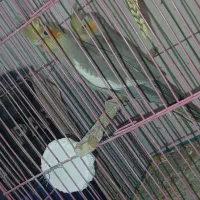 جوجه عروس هلندی|پرنده|گلبهار, شهر جدید گلبهار|دیوار