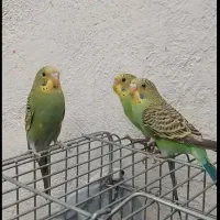 مرغ عشق رو تخم کار داده|پرنده|قزوین, |دیوار