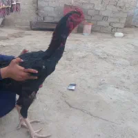 خروس و مرغ|حیوانات مزرعه|زابل, |دیوار
