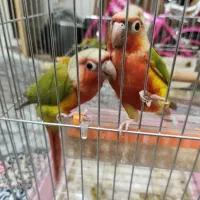 گرینچیک|پرنده|شیراز, شهرک سراج‎|دیوار