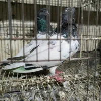 کبوتر|پرنده|بیستون, |دیوار