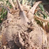 فسیل کنی حرس و فروش فسیل کلیته مرداسنگ مضافتی ..|گل و گیاه طبیعی|جیرفت, |دیوار