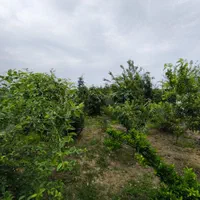 فروش زمین ۶۸۳ متری|فروش زمین و ملک کلنگی|آستارا, |دیوار