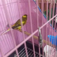 سه عدد قناری مست