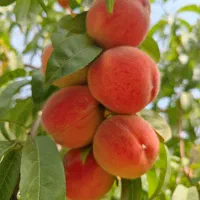 هلو تازه و رسیده و شیرین و خوش عطر