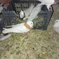 کبوتر م ی خ ر م