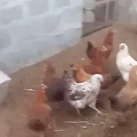 مرغ تخم گذار فروشی