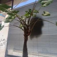 گل بابا ادم