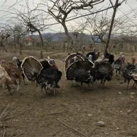 بوقلمون طبیعی