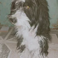 گمشده|حیوانات|اردکان, |دیوار