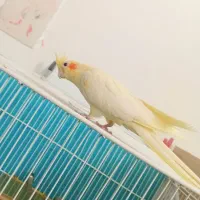 عروس هلندی ماده|پرنده|قائن, |دیوار