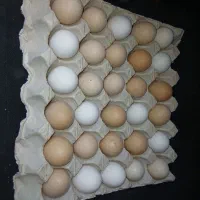 تخم مرخ رسمی نطفه دار معمولی و خوراکی
