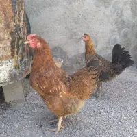 مرغ