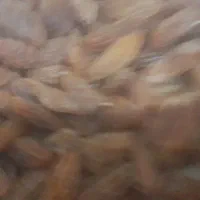 کشمش خوراکی قیمت مناسب افتابی وسبز|خوردنی و آشامیدنی|نیشابور, فضل|دیوار