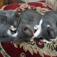 فروش بچه گربه ۳ عدد ۲ملیون