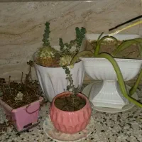 گل با گلدان بسیار شیک