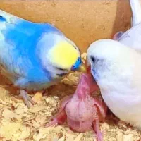 مرغ عشق مولد با جوجه رنگ خاص انگلیسی پروانه