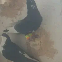 سیاه پلنگ کلاهی نر پریده با سیاه رسمی|پرنده|رفسنجان, |دیوار