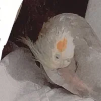 عروس هلندی گمشده|پرنده|شیراز, سعدیه شمالی|دیوار
