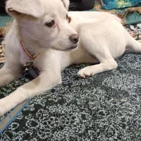 سگ  تربیت شده