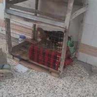 نگهداری پرنده