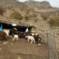 بره چاق|حیوانات مزرعه|اندیمشک, |دیوار