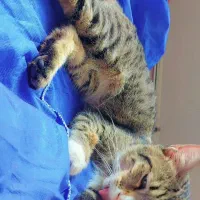 گمش کردم گربمو هر کی دید تورو خدا تحویل بده