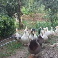 فروش اردک محلی زیبا