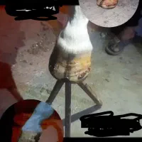 نعلبندی اسب|اسب و تجهیزات اسب‌سواری|جیرفت, |دیوار