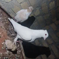 کبوتر|پرنده|فیروزآباد (فارس), |دیوار