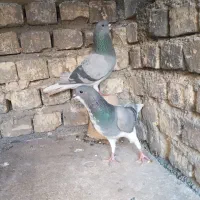 چندجفت بدرنگ وچندجفتم ترونی