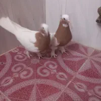 طوق زرد پرتقالی|پرنده|نوبندگان, |دیوار