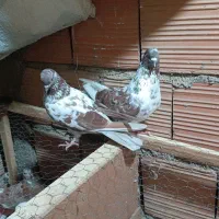 کبوتر پرشی