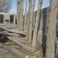 خرید چوب بصورت نقدی|خدمات باغبانی و درختکاری|مشگین شهر, |دیوار