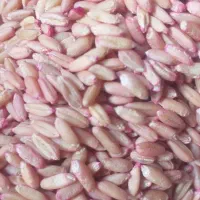 بذرگندم‌ دیم‌ وابی|عمده‌فروشی|بوئین و میاندشت, |دیوار