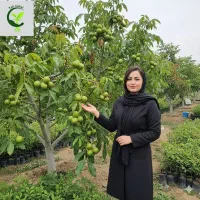 آلبالو مجار