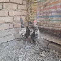 جوجه|حیوانات مزرعه|بروجرد, |دیوار