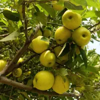 فروش سیب درجه یک آبدار  روی درخت