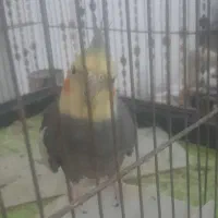 عروس هلندی|پرنده|باسمنج, |دیوار