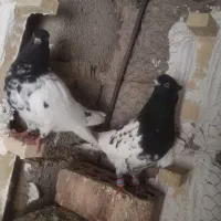 کفتر
