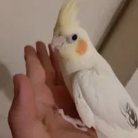 سلام  عروس هلندی  جدید بسیار  زیبا موجود شده|پرنده|شیراز, گل سرخ|دیوار