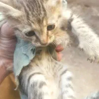 سرگرمی فراغت