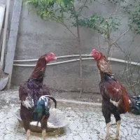 تخم لاری افغان تازه نطفه دار
