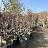 درخت توت نرک تحویل به شهرداری ۲۰۰ ت