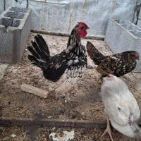 خروس سبرایت