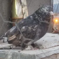 کبوتر فروشی