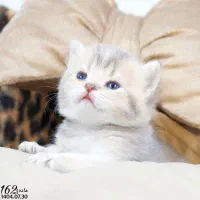 بچه گربه اصیل|گربه|تبریز, |دیوار