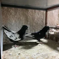 کبوتر جفتی|پرنده|بیرجند, |دیوار