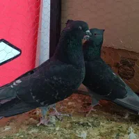 کفتر پرشی ساعت سنگین|پرنده|قم, خداکرم|دیوار