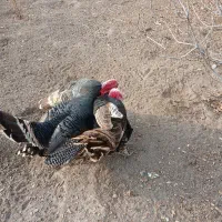 فروش بوقلمون